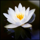 Abhirati