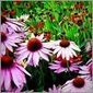 Ala003