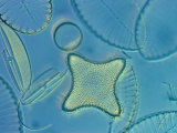 diatoms, God is in even the smallest things!
