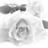 AngelWings_45