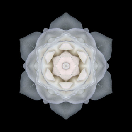 rose flowers pictures gallery. white rose flower mandala