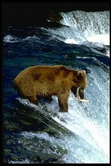 bigbear6161