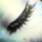 Blind_butterfly