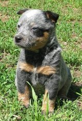 Bluedog1a