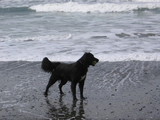 bluehorserunning