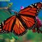 Butterflywings38