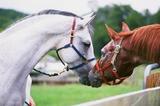 caprahorse