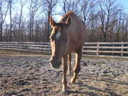 Straw in her paddock, she trots and canters now...