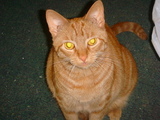 cat123