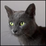 Catfairy