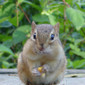 Chipmunks