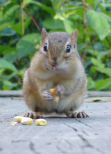 Chipmunks