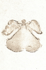 clinton7