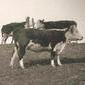Cowfornow