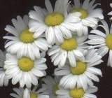 daisybev