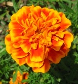 DanielElf