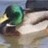 DaoDuck