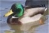 DaoDuck