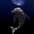 dolphin11