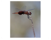 Insects