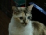dragonnkitten