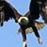 eagle_eye222001