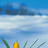 flowernthesnow