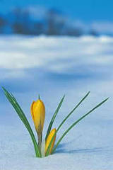 flowernthesnow