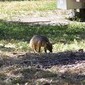 Foxfoot