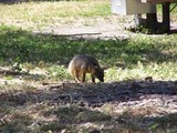 Foxfoot