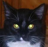 Gonzo_kitty