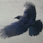 halfmoonraven