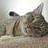 hollythecat