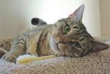 hollythecat