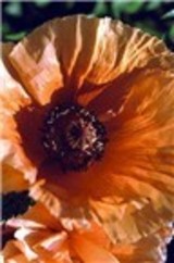 Intuitivespirit