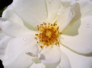 White climbing rose