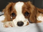 DOGS