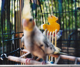 Pets
