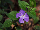 L.Ann