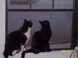 labratcat