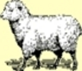 lil_lamb