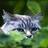 lilcuriouscat