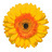 Lolapaloma