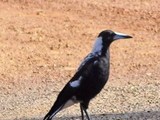 MagpieWAust