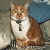 marmalade
