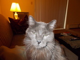 merlecat