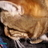 midgecat