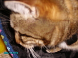 midgecat