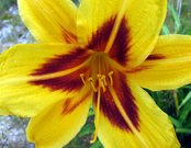 My Flower Photographs
