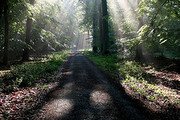 forest path